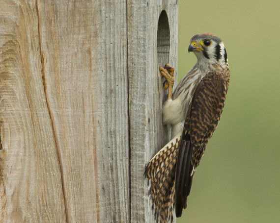 American Kestrel