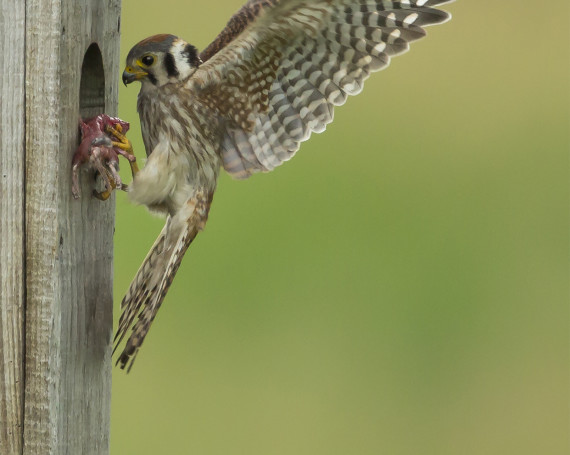 American Kestrel