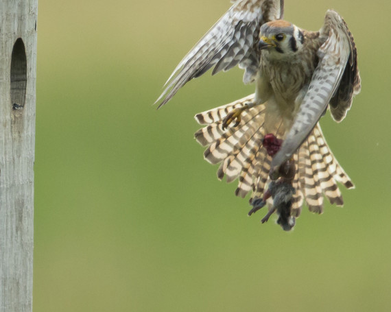 American Kestrel