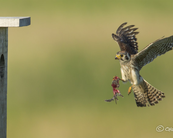 American Kestrel