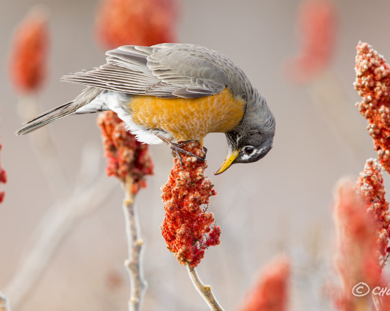 American Robin