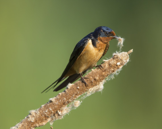 Barn Swallow