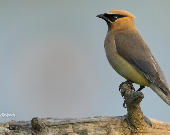 Cedar Waxwing