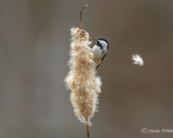 Chickadee with Cattail