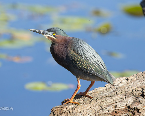 Green Heron