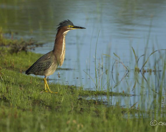 Green Heron