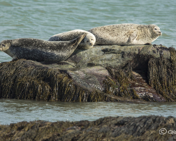 Harbor Seals