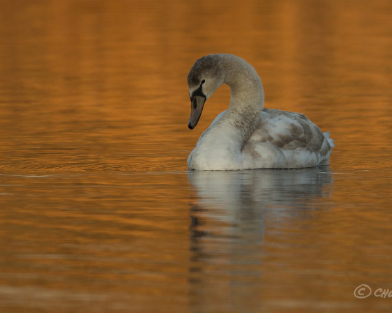 Mute Swan – Juvenile