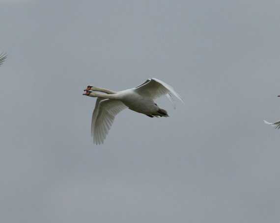 Mute Swans