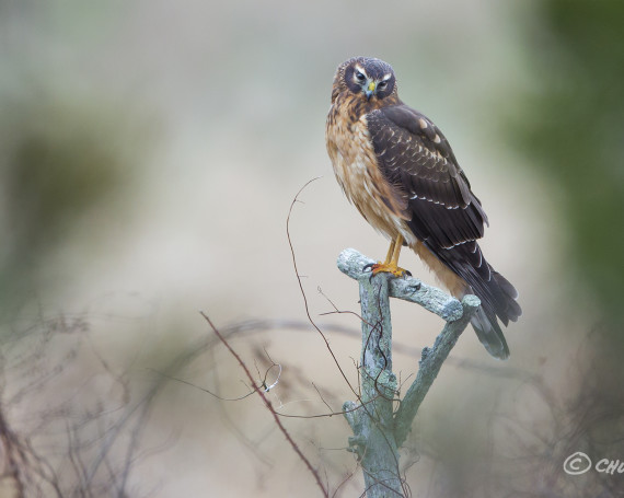 Northern Harrier