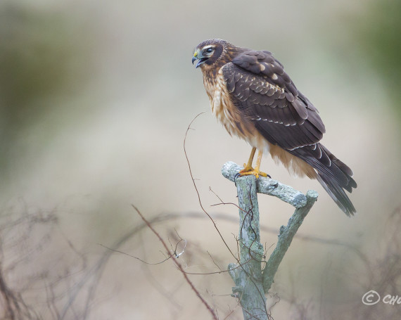 Northern Harrier