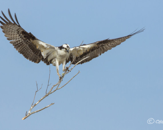 Osprey