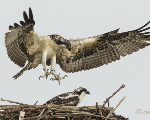 Osprey