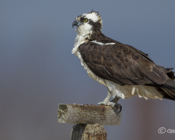 Osprey