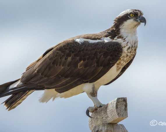 Osprey