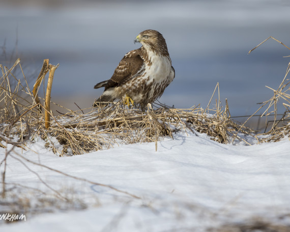 Red-Tailed Hawk