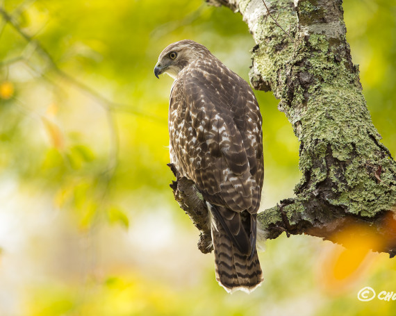 Red-Tailed Hawk