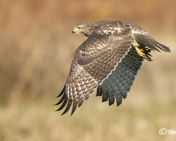 Red-Tailed Hawk