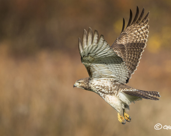 Red-Tailed Hawk