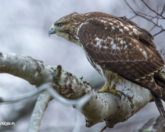 Red-Tailed Hawk