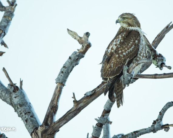 Red-Tailed Hawk