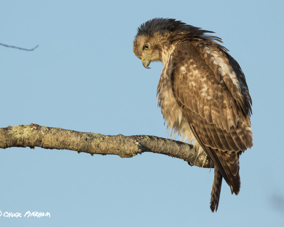 Red-Tailed Hawk