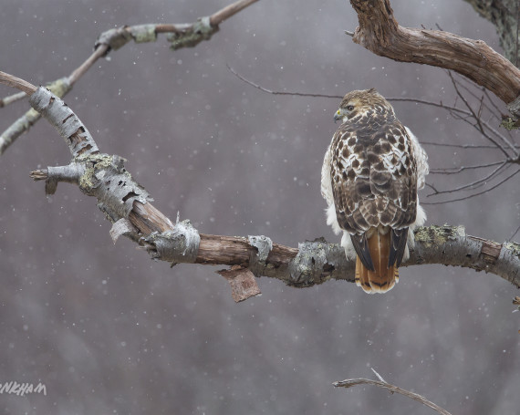 Red-Tailed Hawk