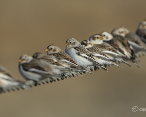 Snow Buntings