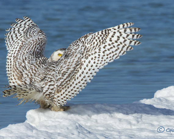 Snowy Owl