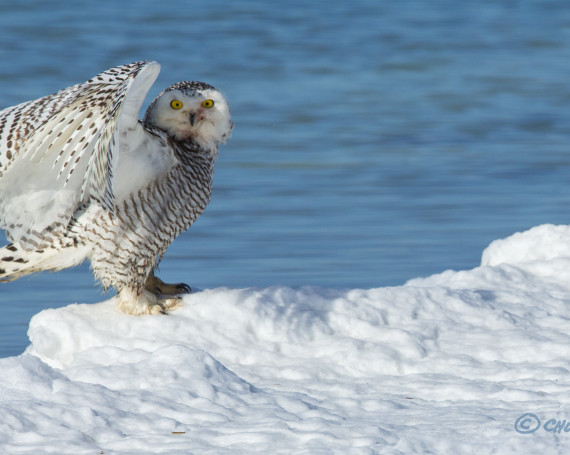 Snowy Owl