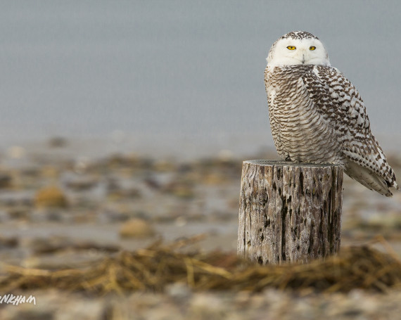 Snowy Owl