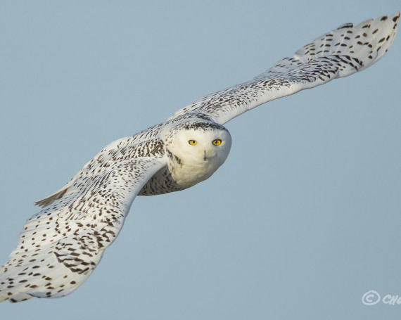 Snowy Owl