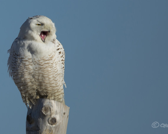 Snowy Owl