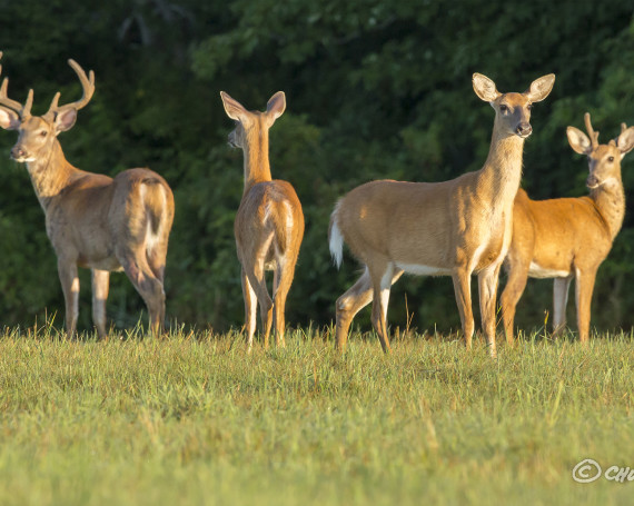 White-Tailed Deer