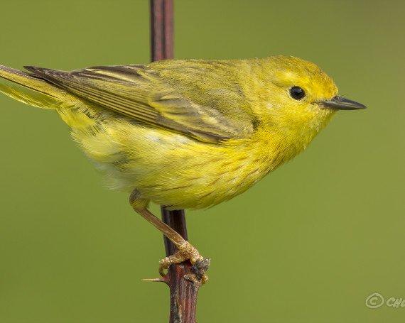 Yellow Warbler