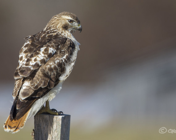 Red-Tailed Hawk