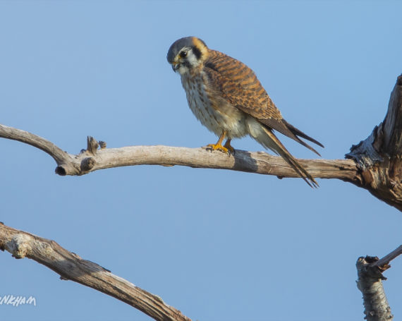 American Kestrel