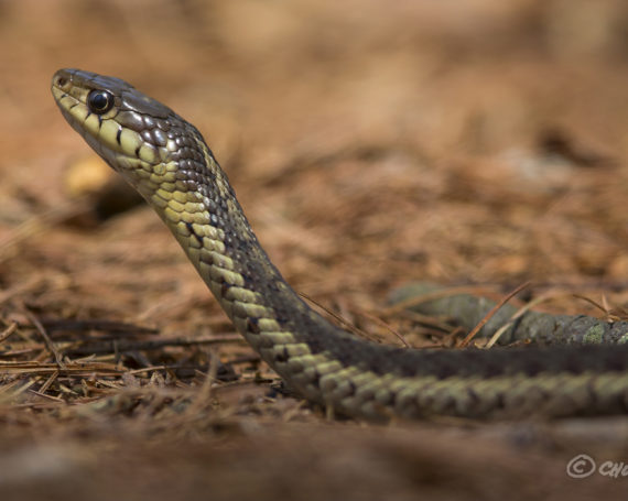 Common Garter Snake