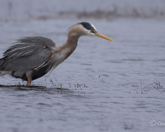 Great Blue Heron