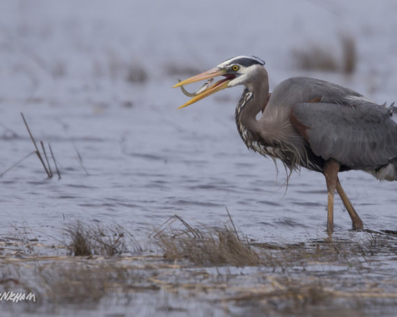 Great Blue Heron