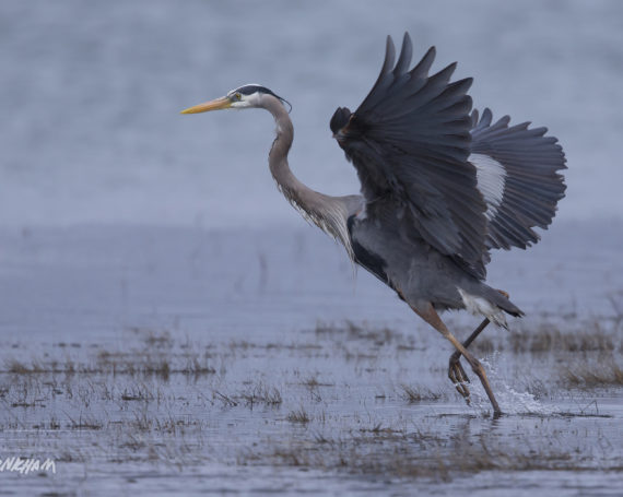 Great Blue Heron