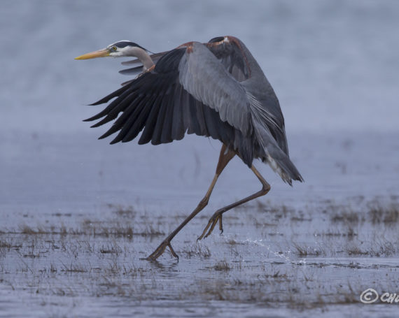 Great Blue Heron