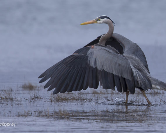 Great Blue Heron