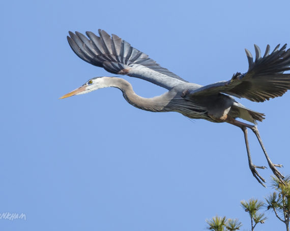 Great Blue Heron