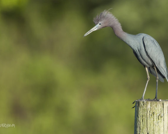 Little Blue Heron