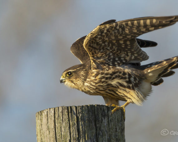 Merlin