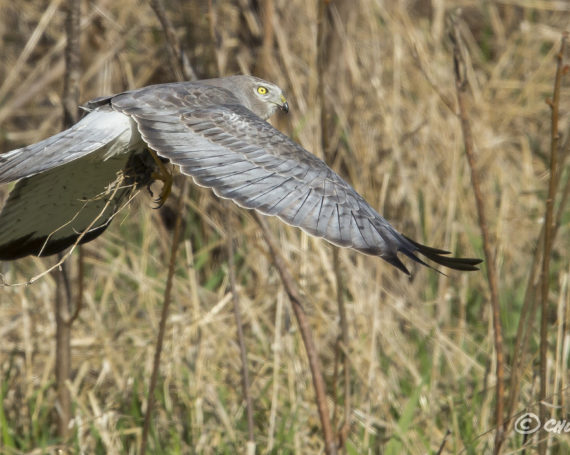 Northern Harrier