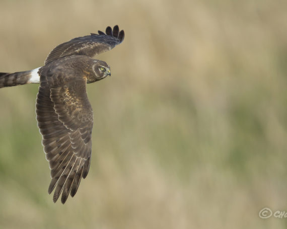 Northern Harrier