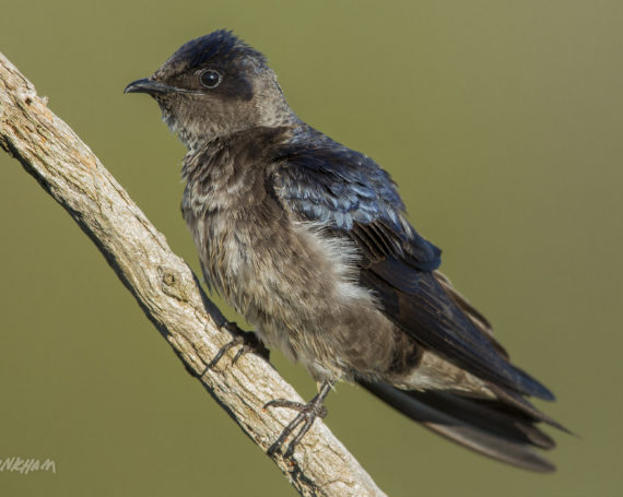 Juvenile Purple Martin