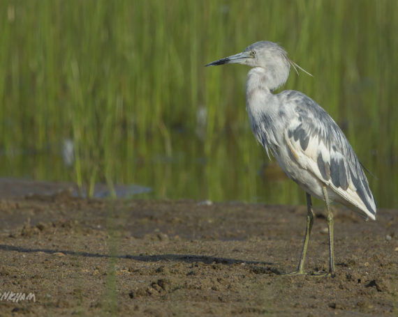 Juvenile Little Blue Heron